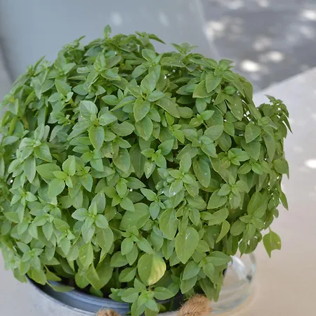 Flaskos Luxury Suites